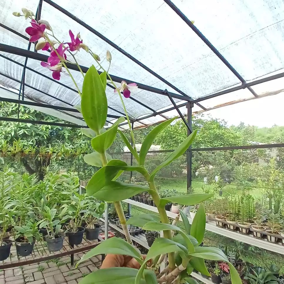 Anggrek Dendrobium