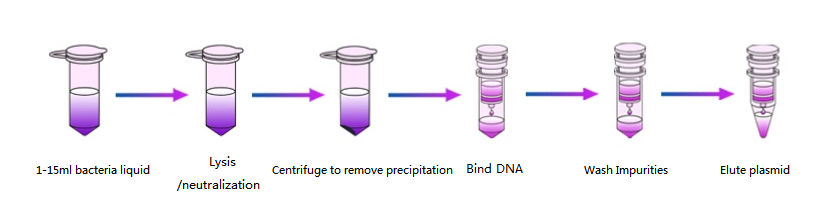 Layanan Analisa DNA Plasmid