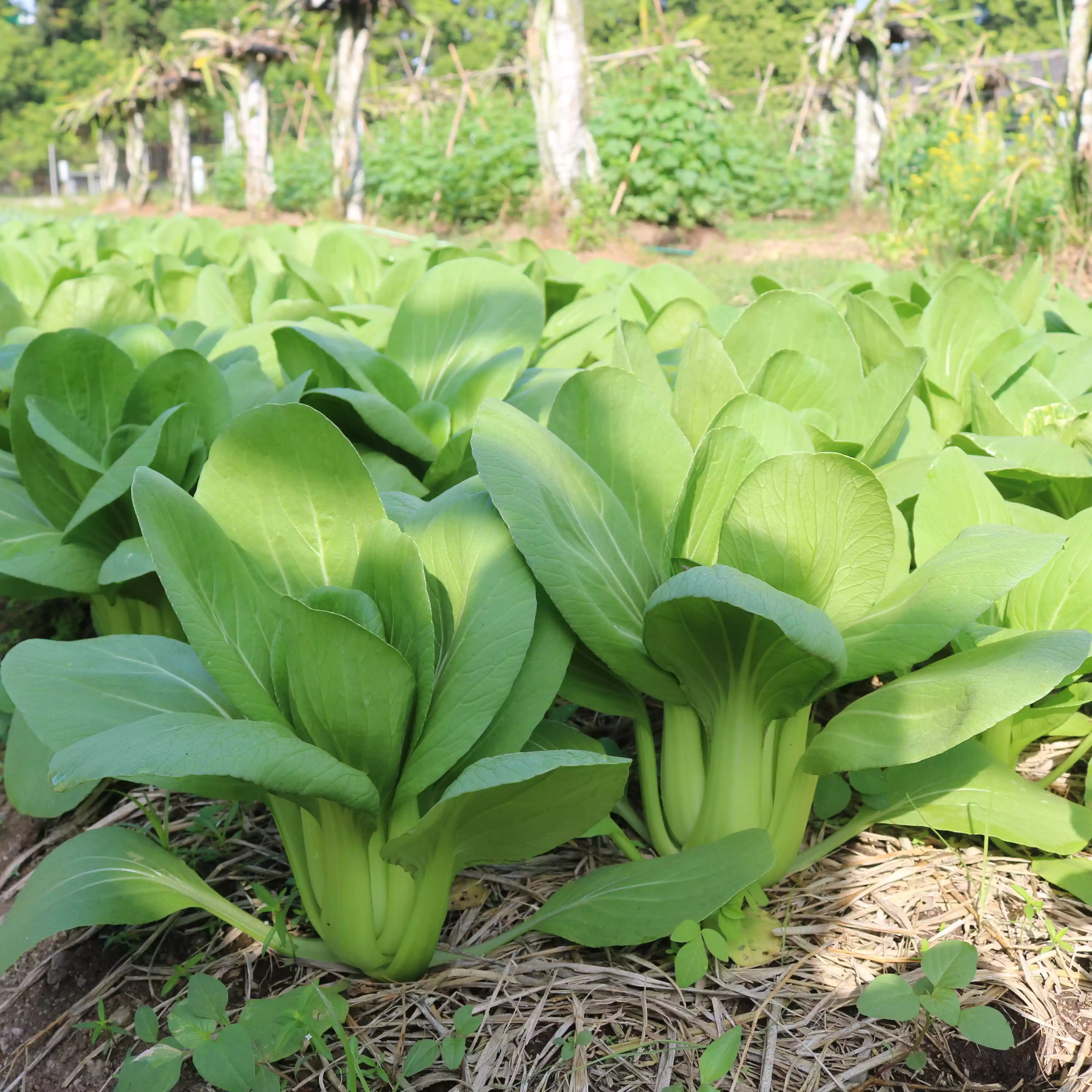 Sayur Pakcoy / Sawi Sendok