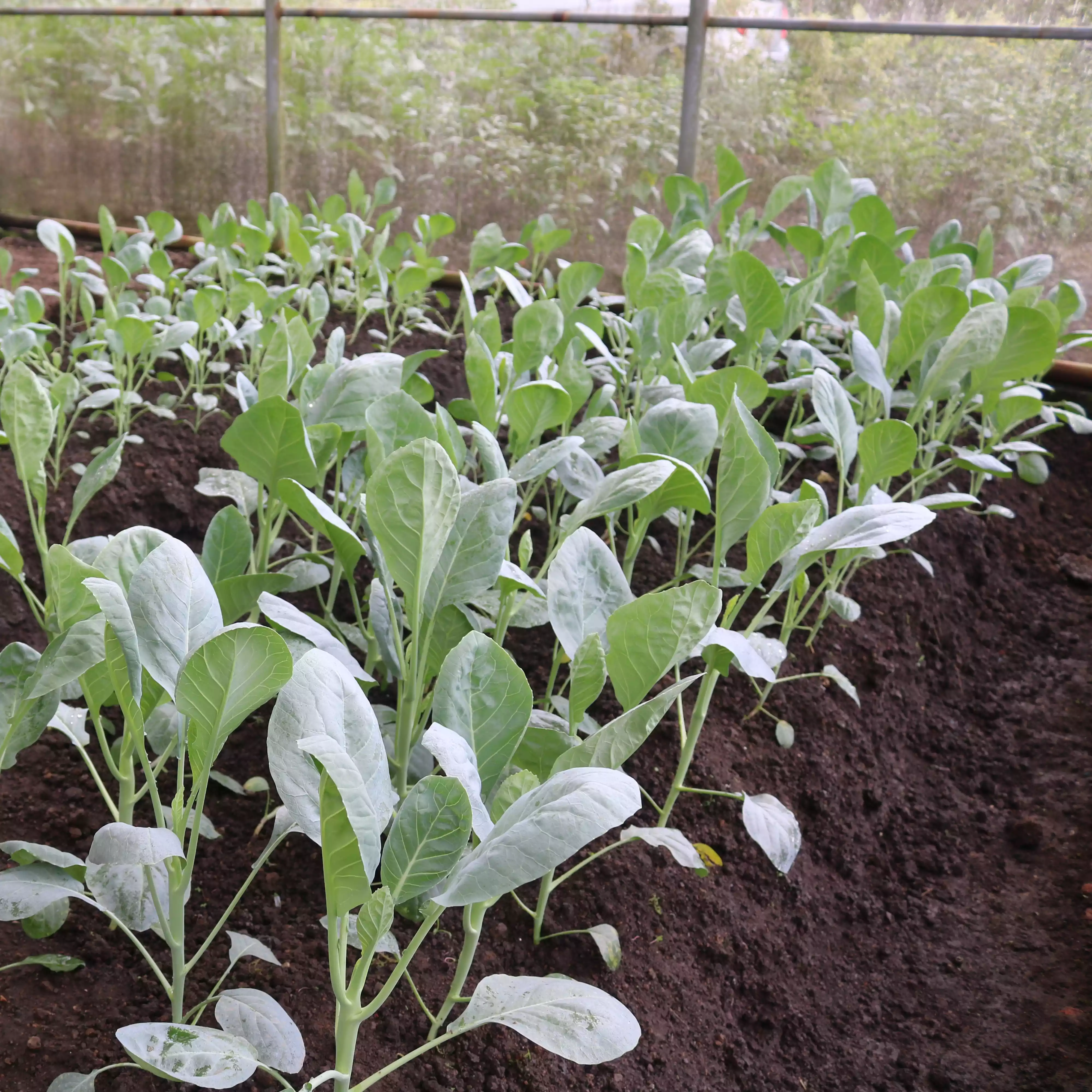 Sayur Kailan