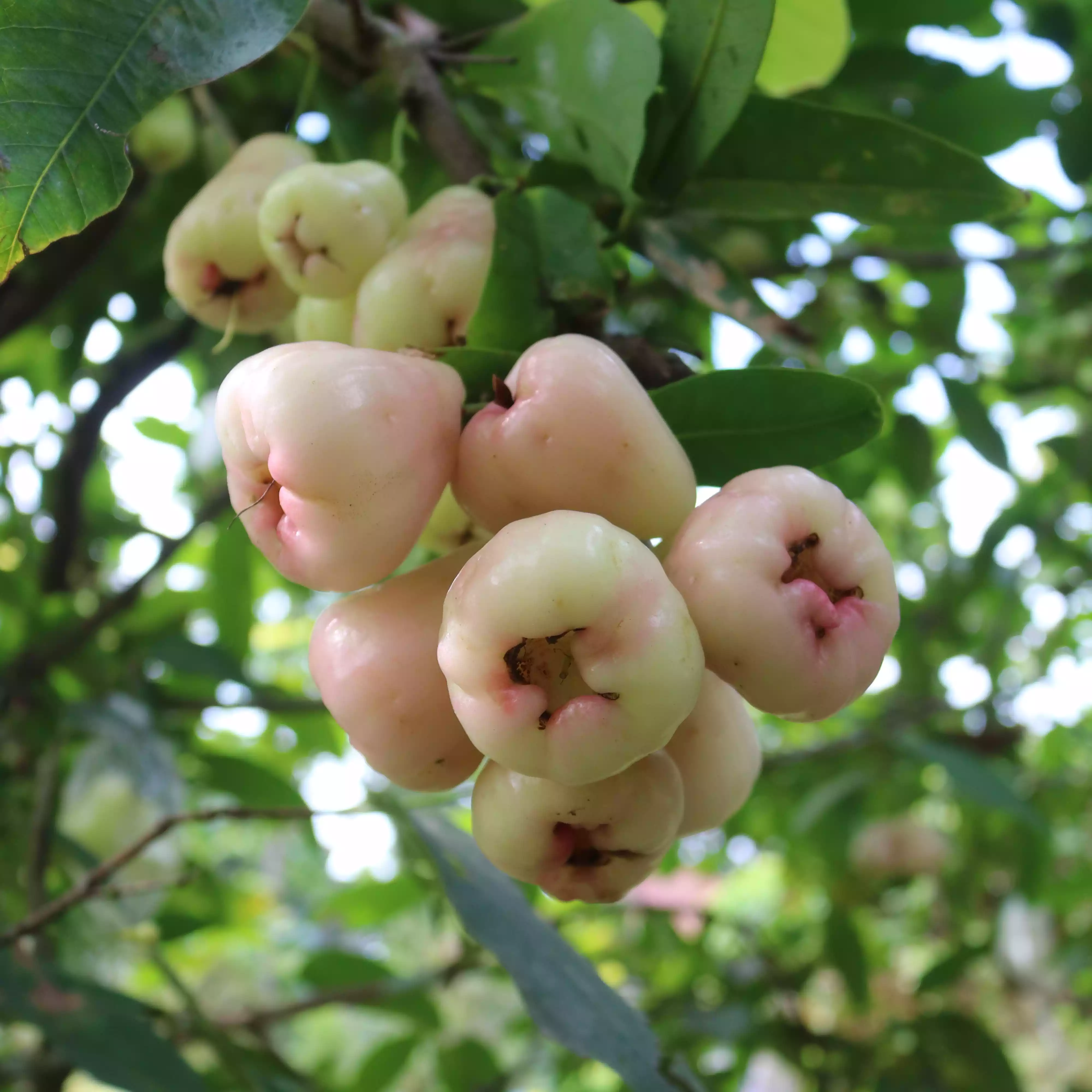 Jambu Air