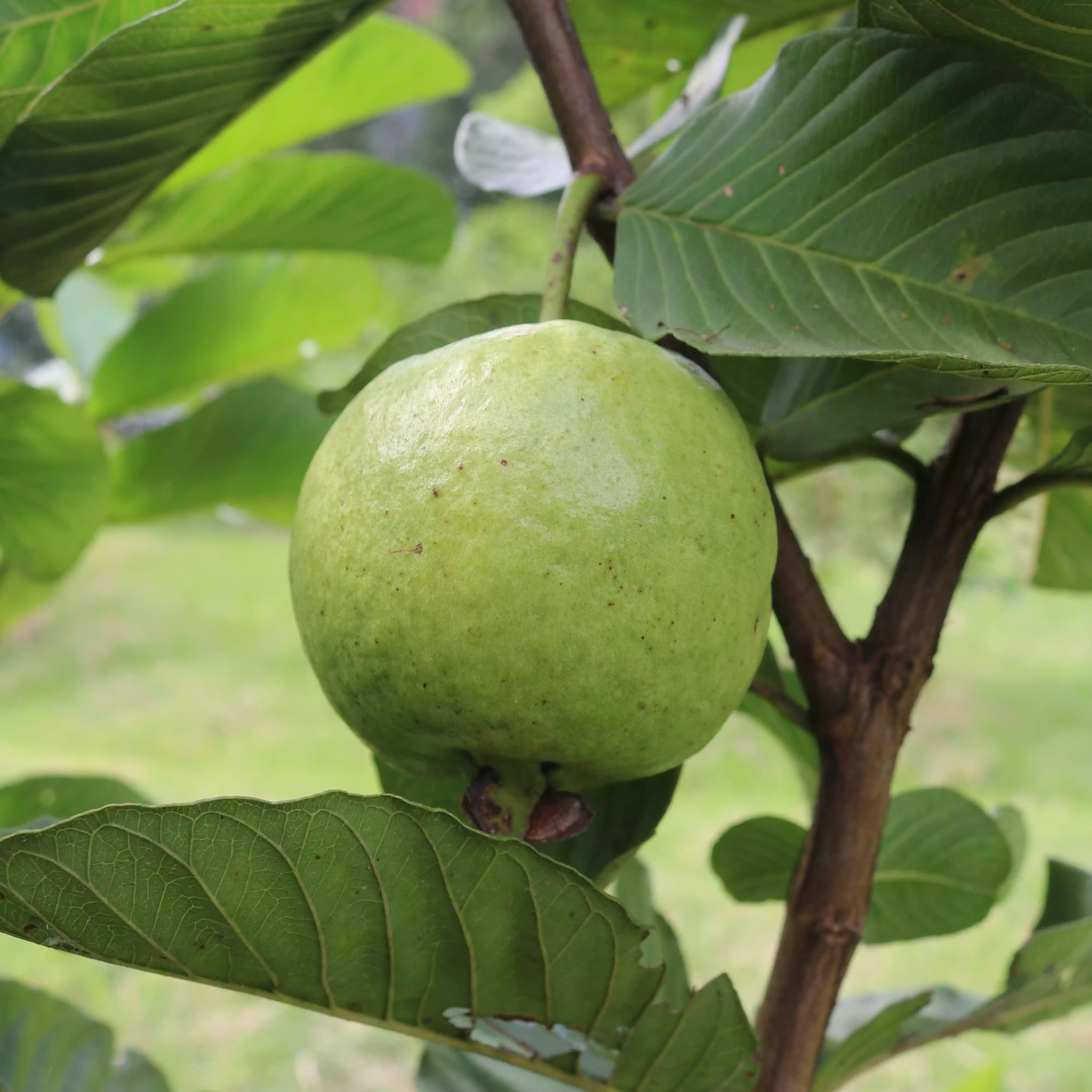Jambu Kristal Merah