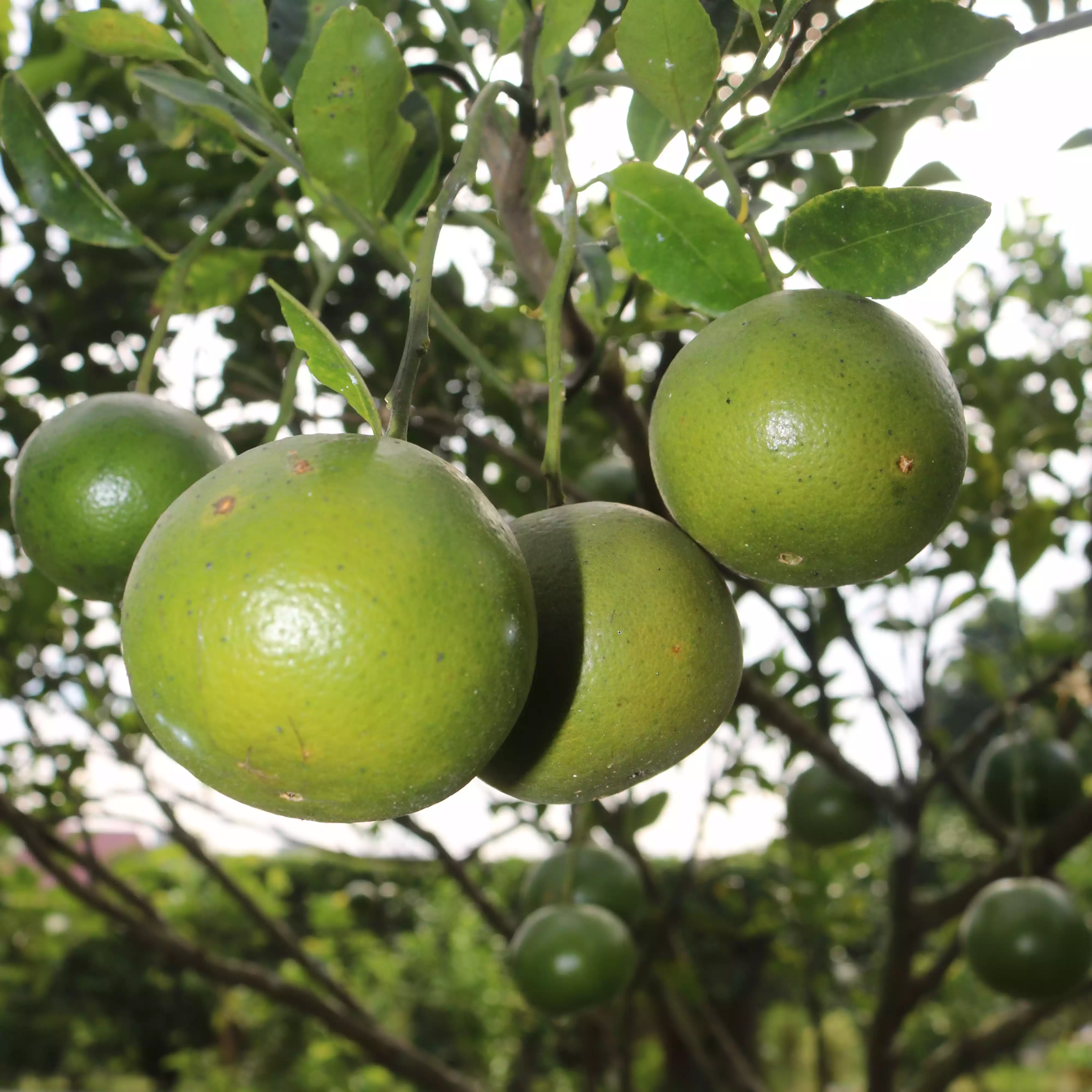 Jeruk Keprok Madura